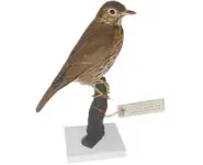 Grive musicienne - 1982