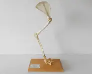 Patte de chat - 1960/70