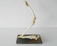 Patte de lapin - 1960/70