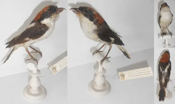 Pie-grièche - 1910 env.