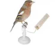 Pinson des arbres - 1910 env.