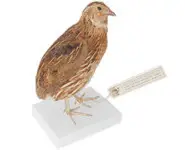 Caille des blés - 1975 env.