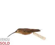 Colibri Ermite nain - 1877