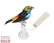 Calliste septicolore - 1880