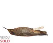 Colibri de Delphine - 1900 env.