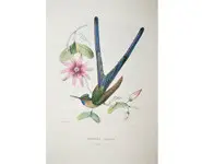 Colibris - BEVALET - 1877