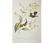 Colibris - BEVALET - 1877