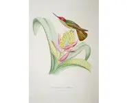 Colibris - BEVALET - 1877