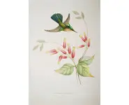 Colibris - BEVALET - 1877