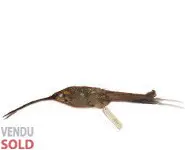 Colibri Ermite - 1900 env.