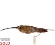 Colibri Ermite - 1900 env.