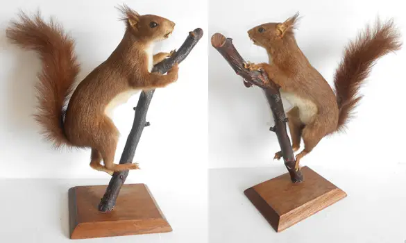 Ecureuil roux - 1975 env.