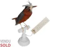 Fourmilier manikup - 1850