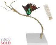 Colibri mango - 1850 env.