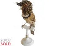 Tamatia rayé - 1850 env.