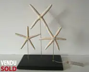 Etoiles de mer anomalies