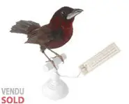 Tangara bec d'ar. - 1860 env.