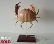 Crabe Calappa lophos