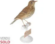 Pipit des arbres - 1906