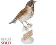 Bruant des roseaux - 1902