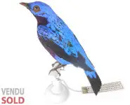 Cotinga Daubenton-1880