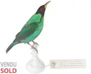 Guit-guit émeraude - 1880