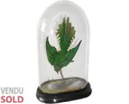 Coucou foliotocol - 1880 env.