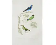 Guit-guits - 1850 env.