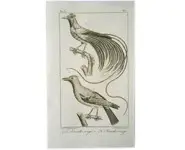 Paradisiers - 1850 env.