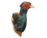 Faisan versicolore - 1980 env.