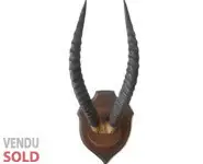 Cornes de springbok - 1940 env.