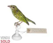 Calliste syacou - 1880 env.