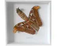 Attacus atlas