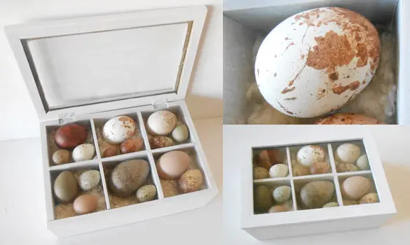 Collection de 16 oeufs (reprod.)