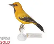 Oriole jaune - 1860 env.