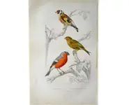 Bouvreuil - E. TRAVIÈS - 1849