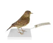 Pipit farlouse - 1860 env.