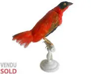 Euplecte - 1850 env.