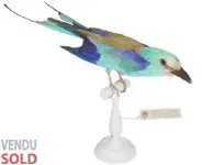 Rollier d'Abyssinie - 1880 env.