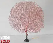 Grande gorgone rouge