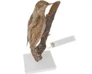 Torcol fourmilier - 1880