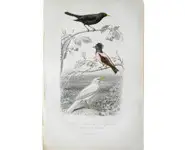 Merle rose - E. TRAVIÈS - 1849