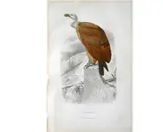 Vautour - E. TRAVIÈS - 1849