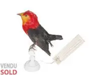 Manakin auréole - 1880 env.