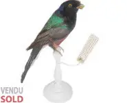 Trogon surucua - 1860 env.