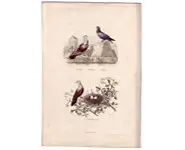 Pigeons - E. TRAVIÈS - 1850