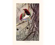 Paradisier - W. KUHNERT - 1913