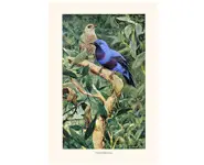 Cotinga - W. KUHNERT - 1913