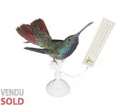 Colibri mango - 1880 env.