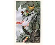 Colibris - W. KUHNERT - 1913